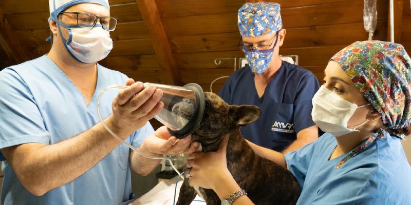Entenda tudo sobre anestesiologia veterinária e sua importância