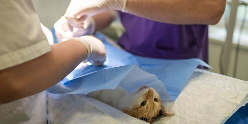 Principais técnicas cirúrgicas veterinárias